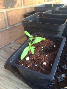 THIS is when you can safely transplant a seedling. 