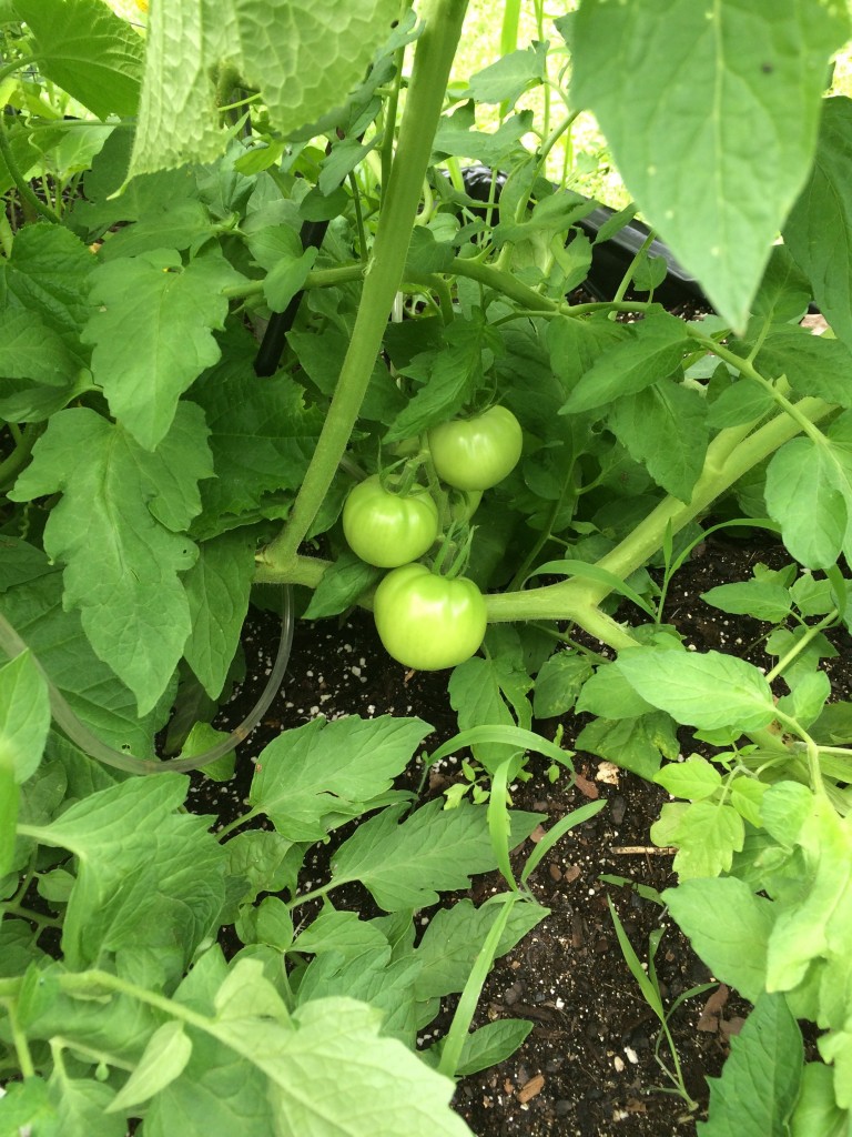 morematers