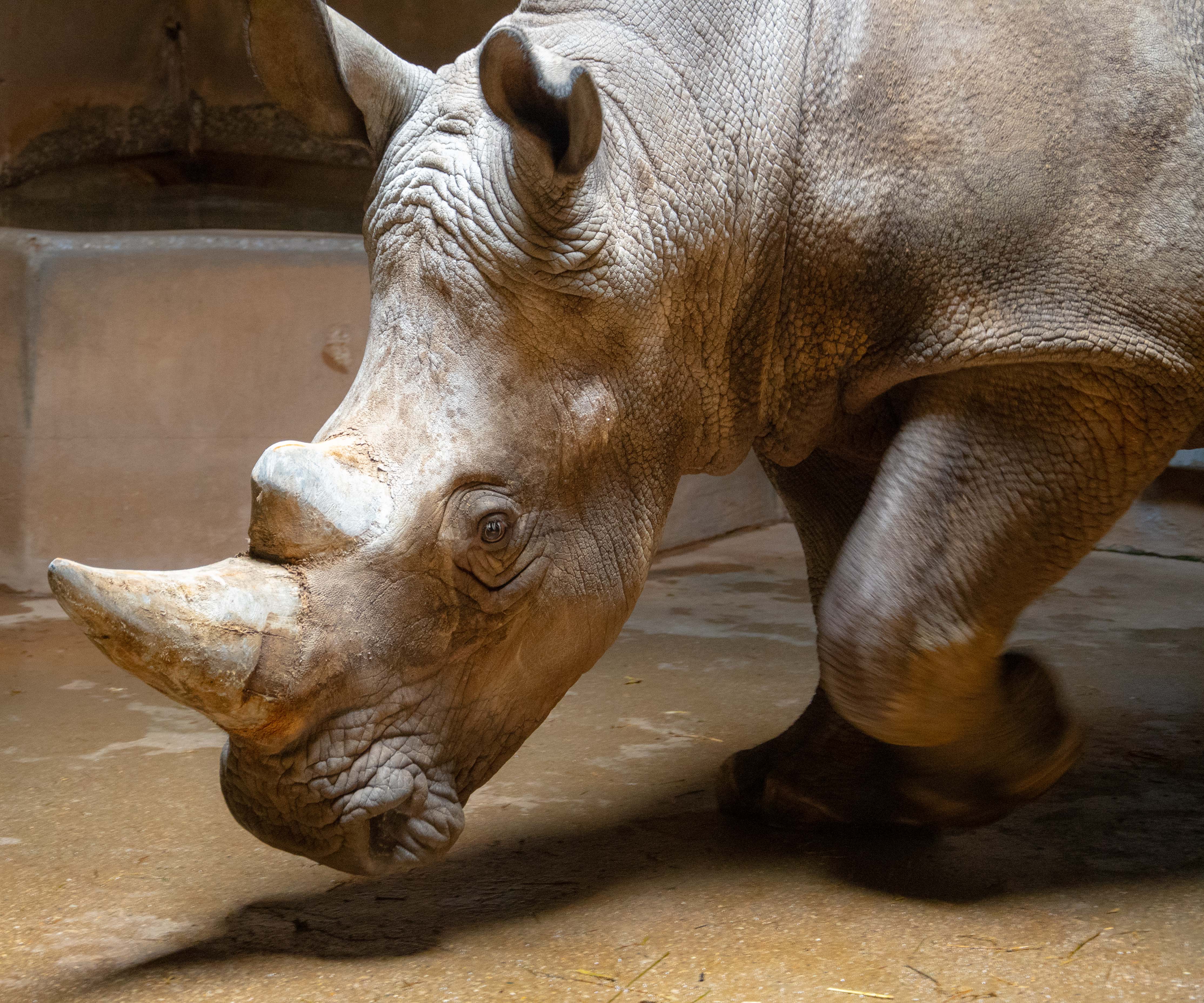 letterman rhino zoo